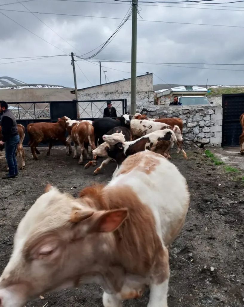 Alkaşi Hayvancılık